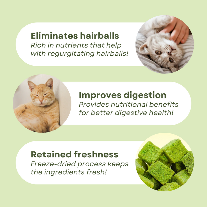 Cat Grass Treat - Shop for less