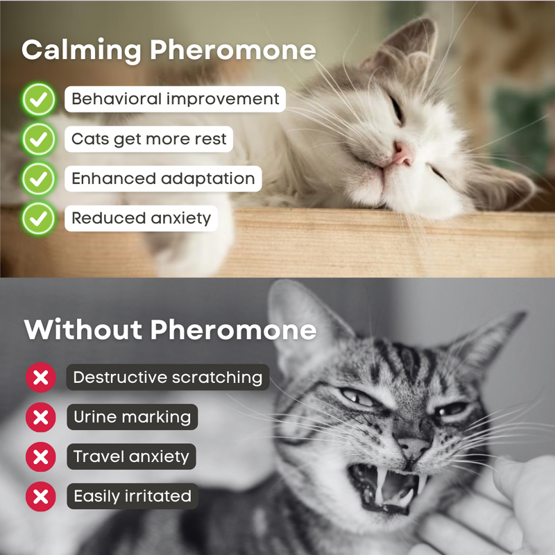 Cat Calming Pheromone - Shop for less