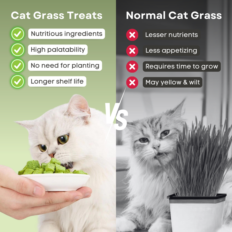 Cat Grass Treat - Shop for less