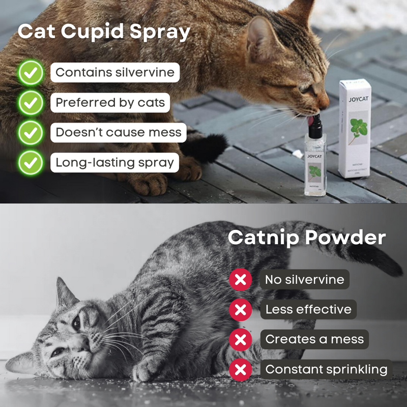 Cat Cupid Spray - Shop for less