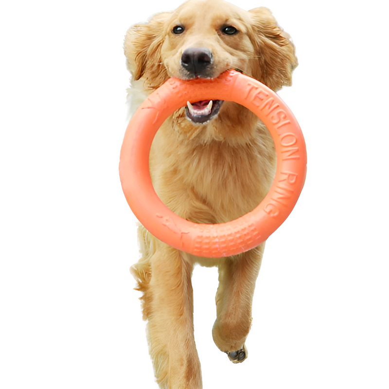 Dog Teether Toy - Training Disc - Shop for less