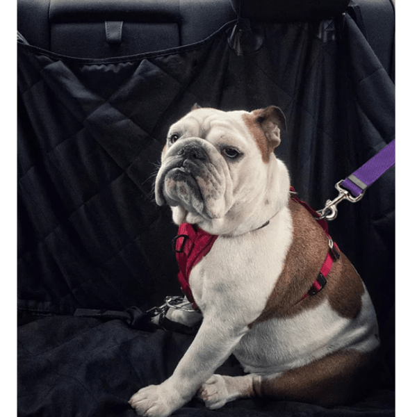 Safety Belt and Leash for Dogs - Dog Seat Belt - Shop for less