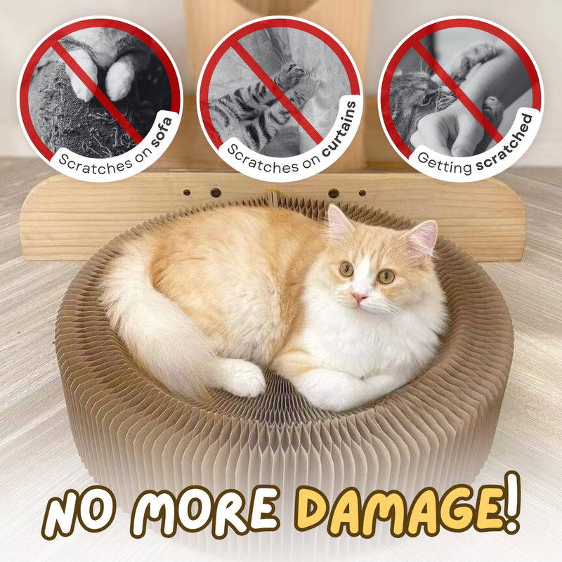 Magical Scratcher Bed - Shop for less