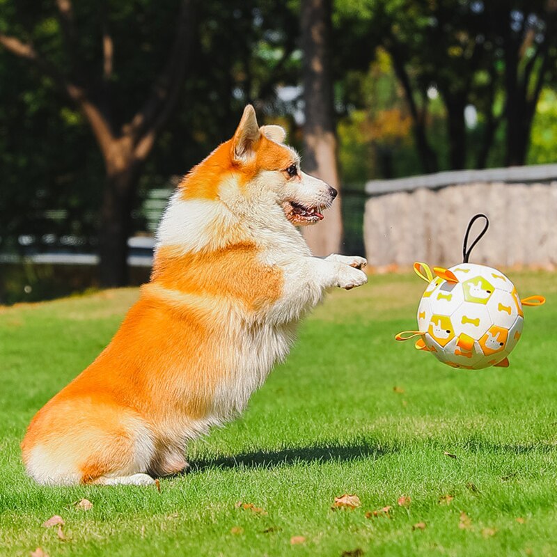 Dog Toy - Interactive Ball - Shop for less