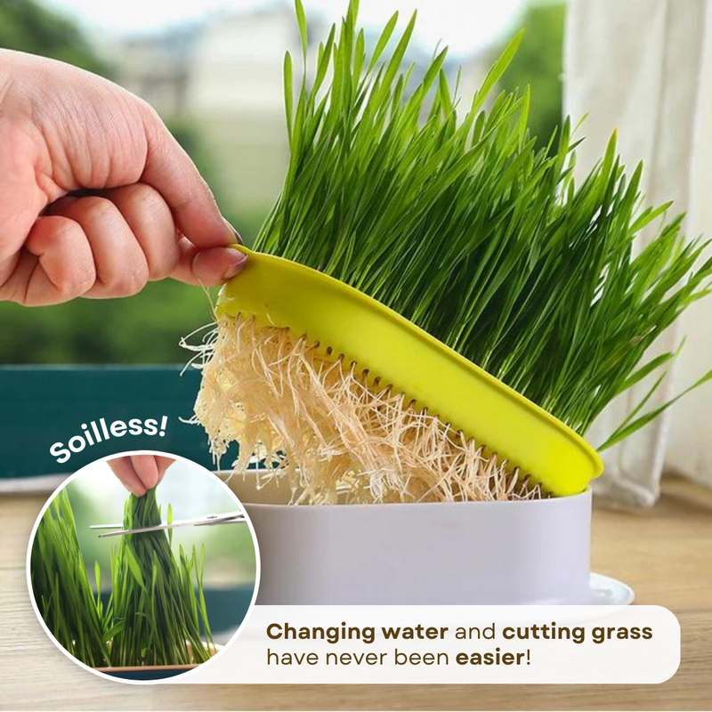 Easy Grass Grower - Shop for less