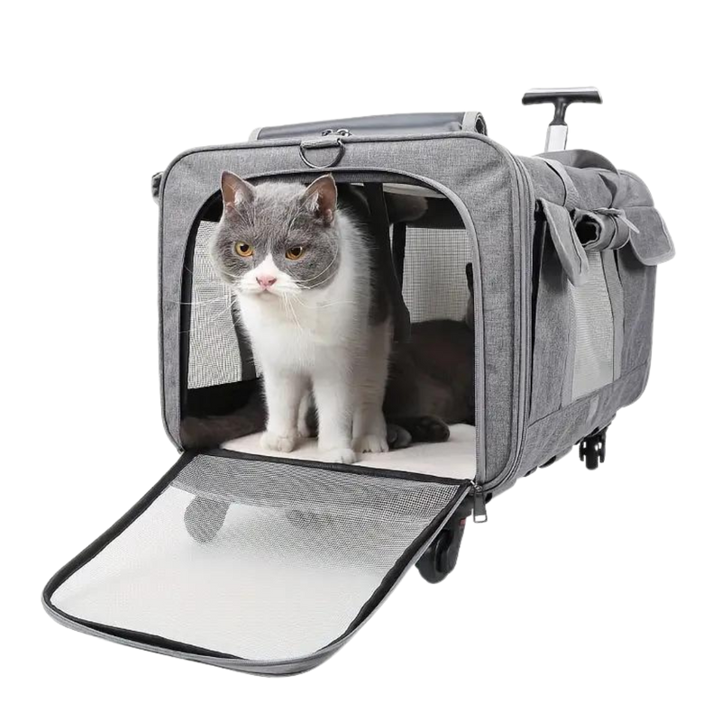 Cat Luggage - Shop for less