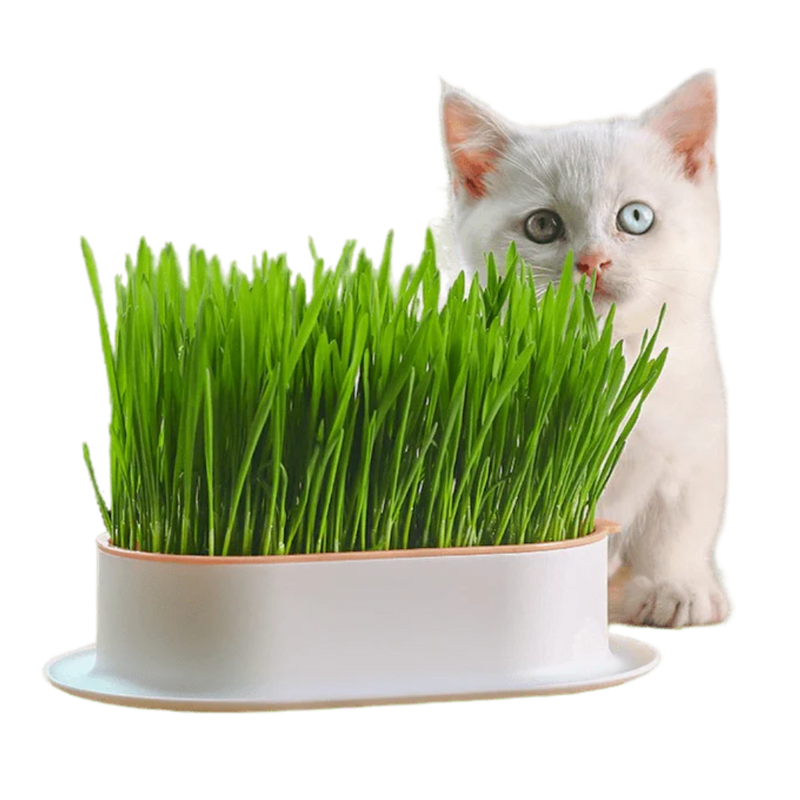 Easy Grass Grower - Shop for less