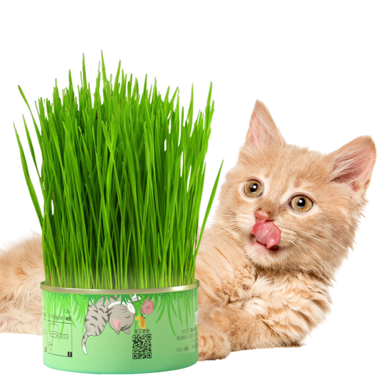 Fresh Canned Grass - Shop for less