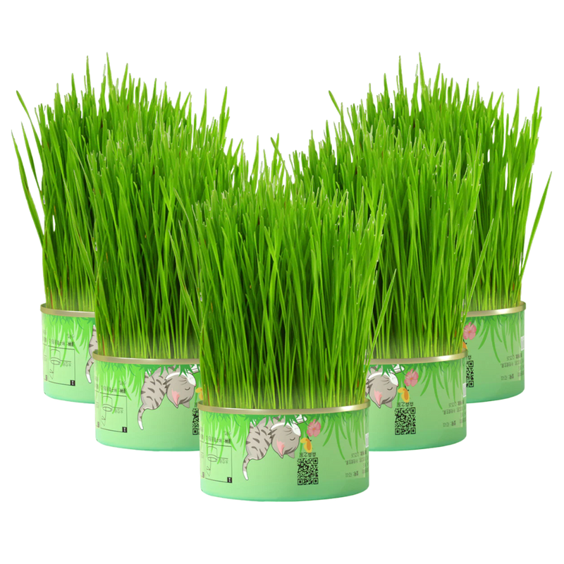 Fresh Canned Grass - Shop for less