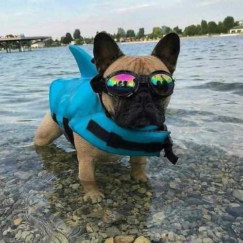 Shark Life Jacket - SharkDog - Shop for less