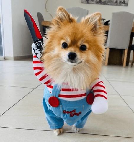 Dog Costume - Chucky - Shop for less