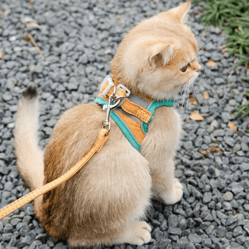 Anti-escape collar for cats - Smart Cat - Shop for less